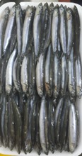 Anchovy