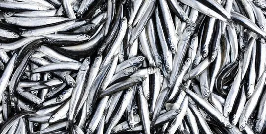 Anchovy foto