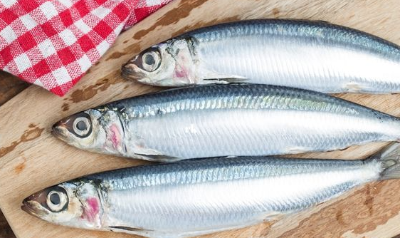 sardine foto
